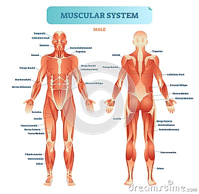 Male muscular system, full anatomical body diagram with muscle scheme, vector illustration educational poster. Vector Illustration