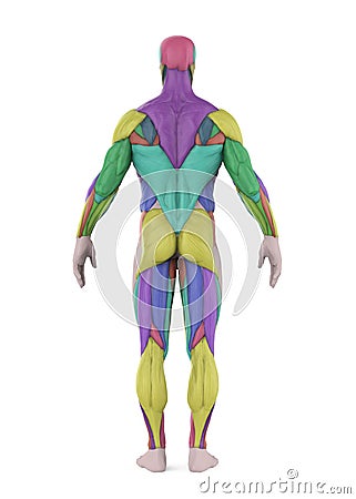 Male Muscular System Isolated Stock Photo