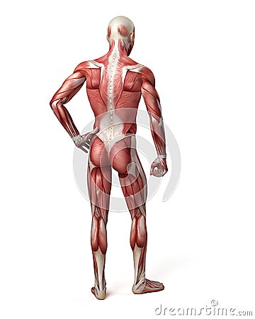 The male muscular system Cartoon Illustration