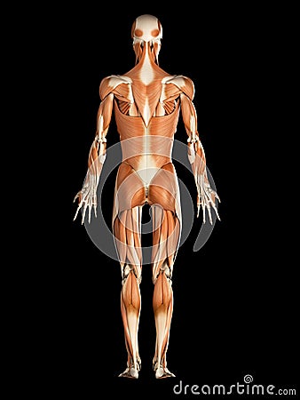 The male muscular system Cartoon Illustration