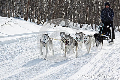 Male musher drives dog sledding dog sled on winter forest Editorial Stock Photo