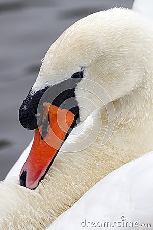 Male Mute Swan - Cygnus olor Stock Photo