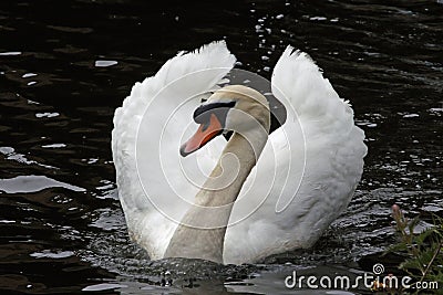 Male mute swan on the canal Stock Photo