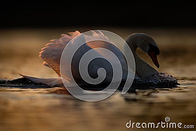 Male Mute Swan Displaying at Sunset Stock Photo