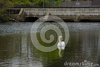 Male Mute Swan Looking Sideways on Pond by Bridge Stock Photo