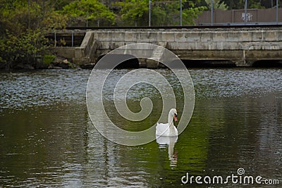 Male Mute Swan Reflecting on Lake Near Bridge Stock Photo