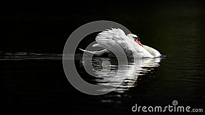 Male Mute Swan in Threat Posture on Dark Water Stock Photo