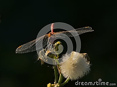 Male nomad darter sitting on a overblown flower Stock Photo