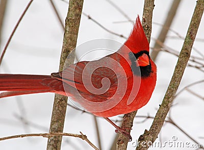 Male Northern Cardinal Stock Photo