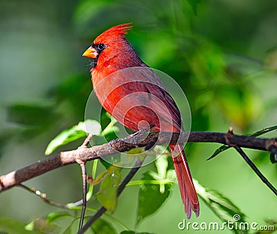 Male Northern Cardinal Stock Photo