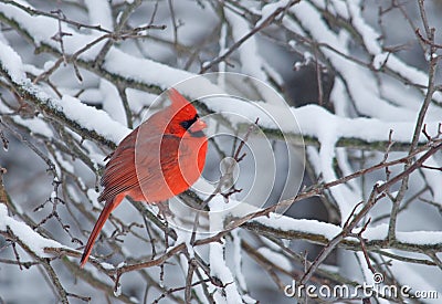 Male Northern Cardinal Stock Photo