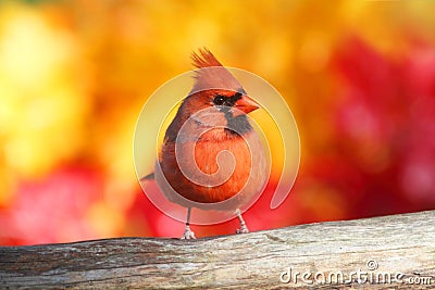 Male Northern Cardinal Stock Photo