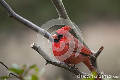 Male Northern Cardinal bird Stock Photo