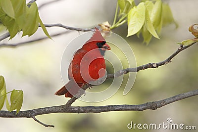 Male Northern Cardinal Stock Photo