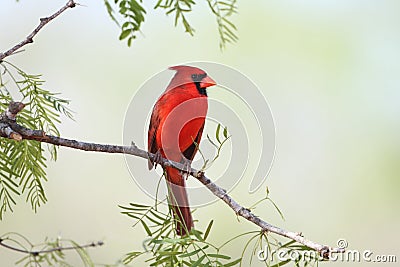 Male Northern Cardinal - Texas Stock Photo