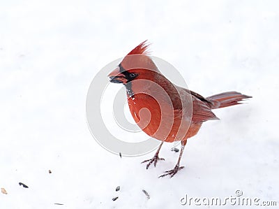 Male Northern Cardinal Finds seeds in Snow Stock Photo
