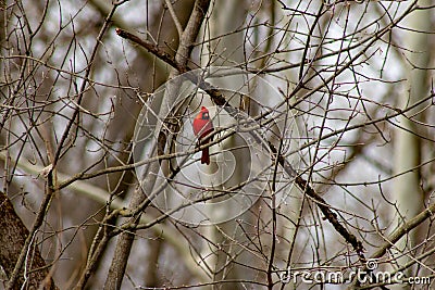 Male Northern Cardinal in flight winter , in a tree that is bare. Stock Photo