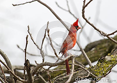 Male Northern Cardinal On Full Alert Stock Photo