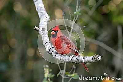 Male Northern Cardinal perched Stock Photo