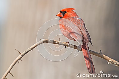 Male Northern Cardinal Stock Photo