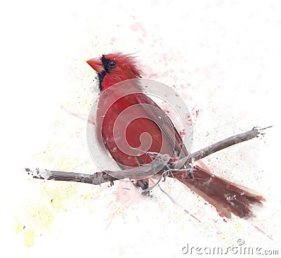 Male Northern Cardinal watercolor Stock Photo