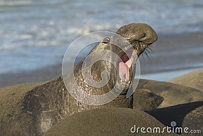 Male northern elephant seal Mirounga angustirostris calling Stock Photo