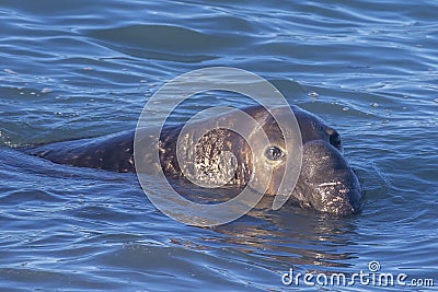 Male northern elephant seal Mirounga angustirostris swimming along the California coast Stock Photo