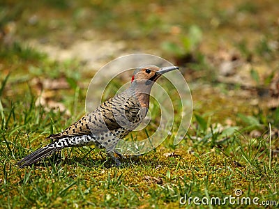 Male Northern Flicker Stock Photo