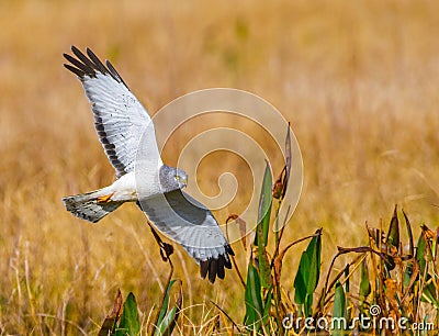 Male northern harrier -circus cyaneus - flying low over meadow Stock Photo