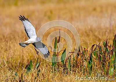 Male northern harrier circus cyaneus flying low over meadow Stock Photo