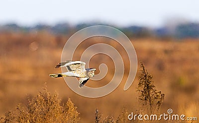 Male northern harrier -circus cyaneus - flying low over meadow, sideways view, underside of wings and tail showing, looking Stock Photo