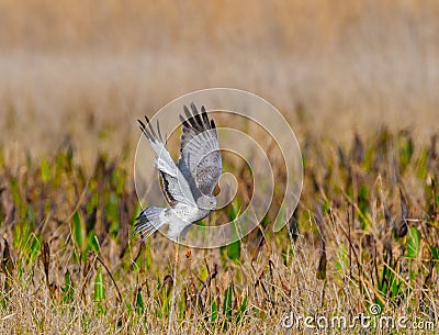 Male northern harrier circus cyaneus landing on prey in marsh Stock Photo