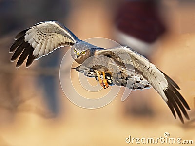 Northern Harrier aka Gray Ghost Stock Photo