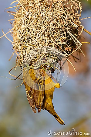 Male Northern Masked Weaver, Kenya, Africa Stock Photo