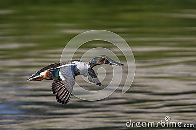 Male Northern Shoveler flying above a pond Stock Photo