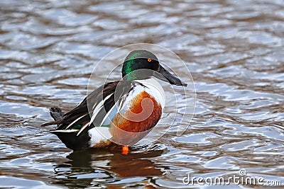 Male Northern shoveler standing in water, Colorado Stock Photo