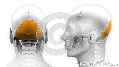 Male Occipital Bone Skull Anatomy - isolated on white Stock Photo