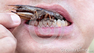 The male opening his mouth to eat insects. The concept of protei Stock Photo