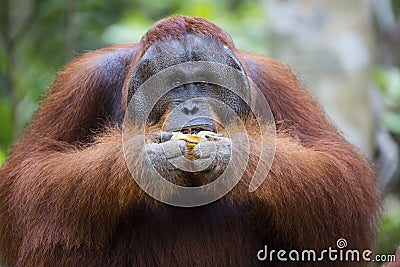 Male orang-utan Stock Photo