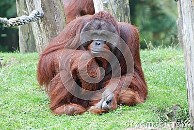 Male Orang Utan - sitting and staring at a Zoo Stock Photo