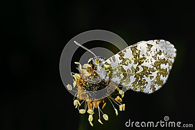 Male Orange Tip, Anthocharis cardamines Stock Photo