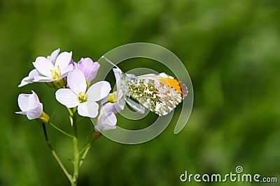 A male orange tip butterfly Anthocharis cardamines Stock Photo