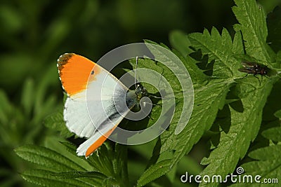 A Male Orange-tip Butterfly Anthocharis cardamines perched on a leaf. Stock Photo