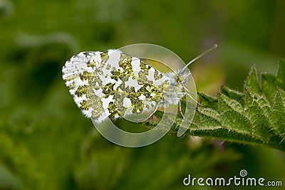 Male Orange Tip Butterfly, Anthocharis cardamines Stock Photo