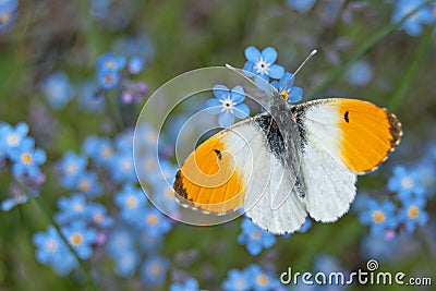 Male orange tip butterfly Anthocharis cardamines Stock Photo