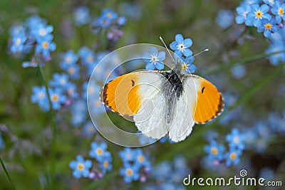 Male orange tip butterfly Anthocharis cardamines Stock Photo