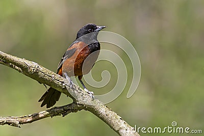 A male Orchard Oriole sits perched on a tree branch in spring Stock Photo