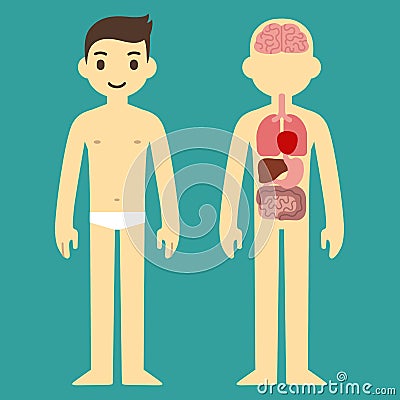 Male organ chart Stock Photo