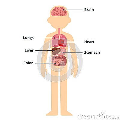 Male organ chart Vector Illustration