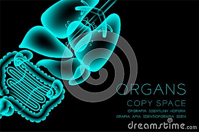 Male Organs X-ray set, Normal concept idea illustration isolated Vector Illustration